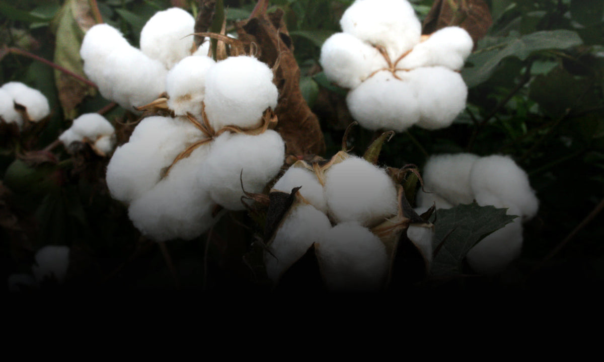 Cotton bolls on the plant, ready for harvest — natural fibers at the source