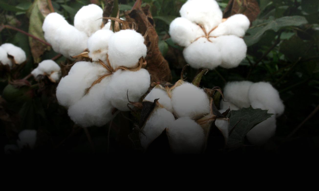 Cotton bolls on the plant, ready for harvest — natural fibers at the source