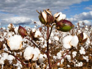 a field of cotton showing cotton bolls